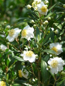 California Native plants - Carpenteria californica