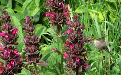 California Sages (part 1) – Hummingbird Sage (Salvia spathacea)