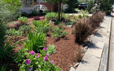 Summer Landscape Cleanup