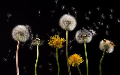 Dandelion Control