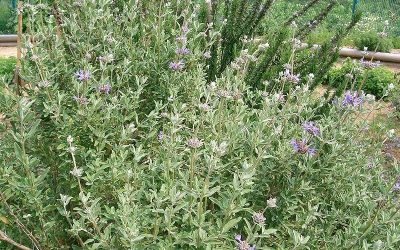 California Sages (part 4) – Cleveland Sage (Salvia clevelandii)