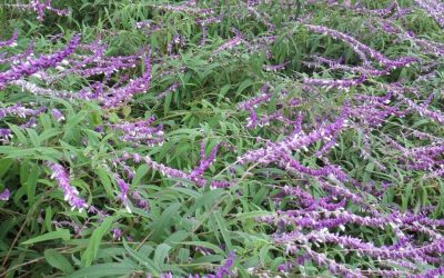 California Sages (part 2) – Mexican Bush Sage (Salvia leucantha)