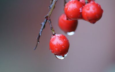 Landscape Planting – Red Winter Berries Part 1 – Nandina domestica