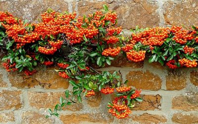 Landscape Planting – Red Winter Berries Part 2 – Pyracantha coccinea