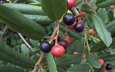 Landscape Planting – Red Berries Part 4 – Frangula californica