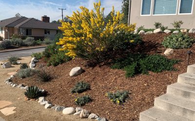 Spring Landscape Cleanup