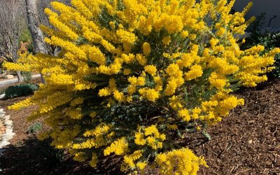 Landscape Planting – Acacia Trees