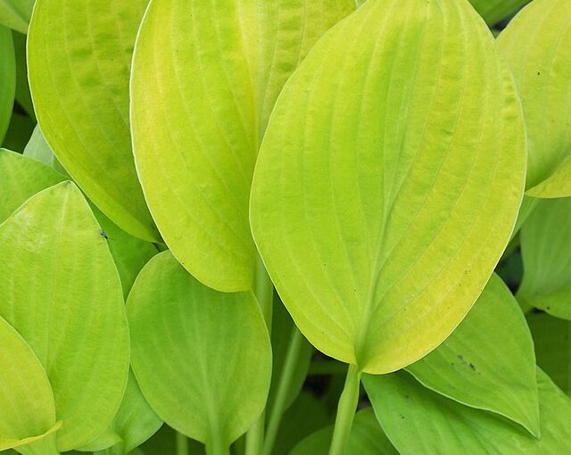 Landscape Planting Hosta Age Of Gold Hosta Spp Tendla